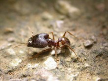 蚂蚁可以用树叶做什么有趣的事情,蚂蚁生长过程纪录片