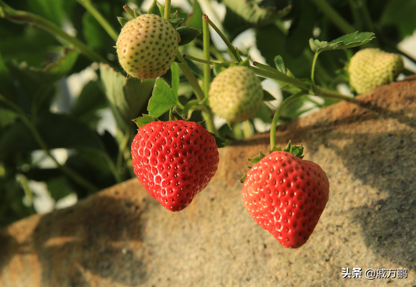 辽宁丹东东港草莓基地联系电话,辽宁丹东东港草莓种植基地