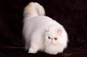 布偶猫的价格适合新手养,布偶猫买什么价格好养