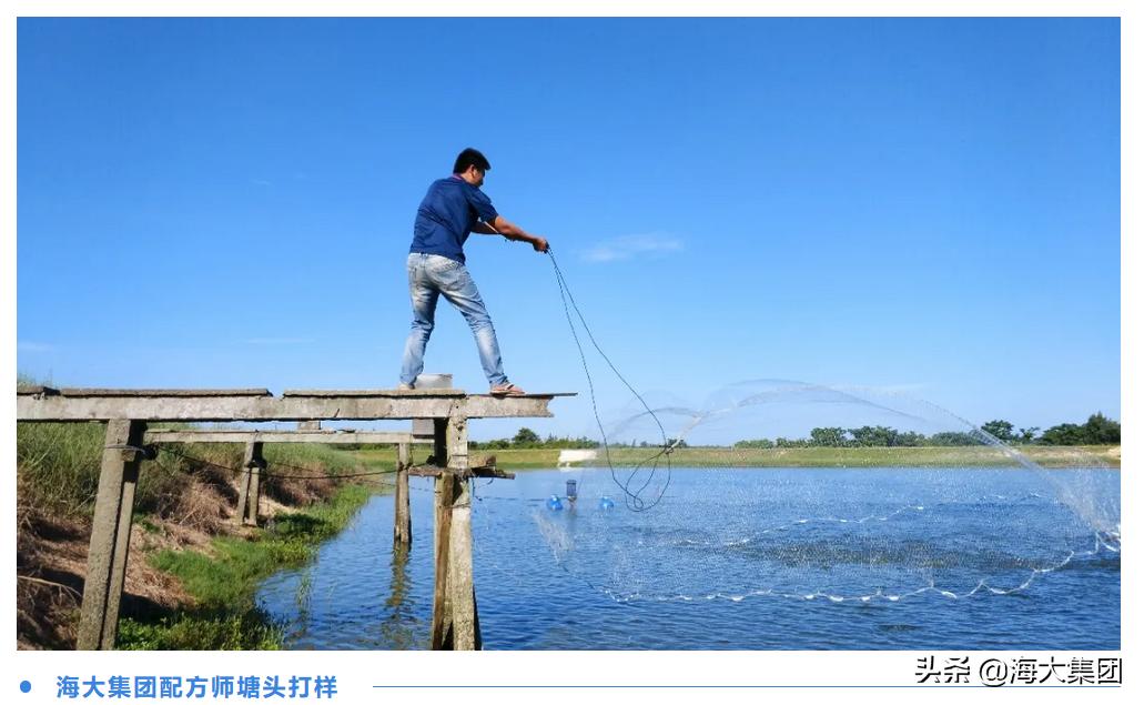 海大反刍饲料质量如何,海大对虾饲料质量怎么样