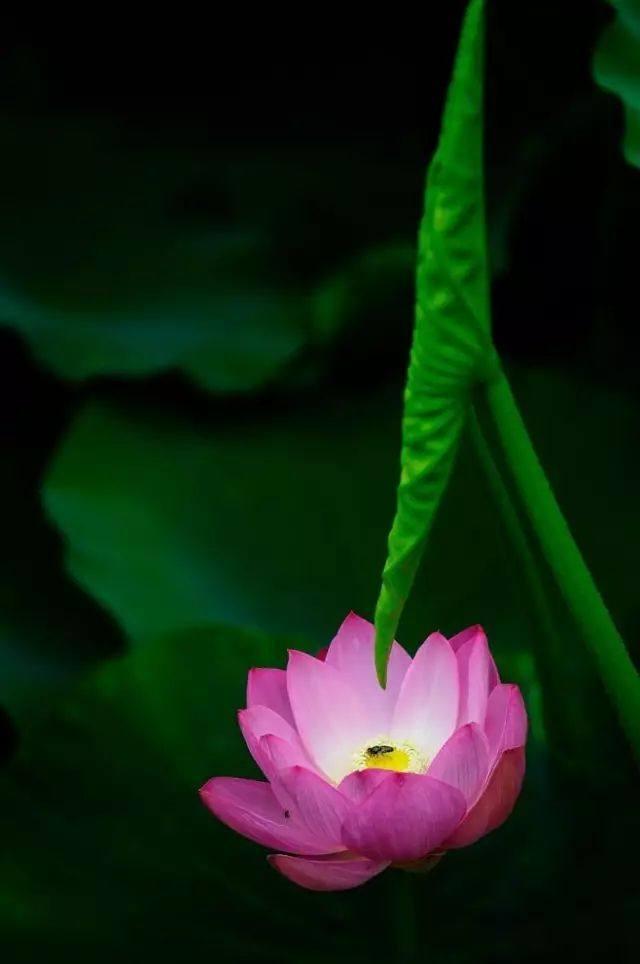 十首夏至诗词送你清凉一夏,夏至时节最美诗词与佳句