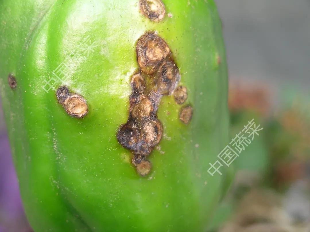 叶片疮痂病,辣椒叶片病害图片与防治措施