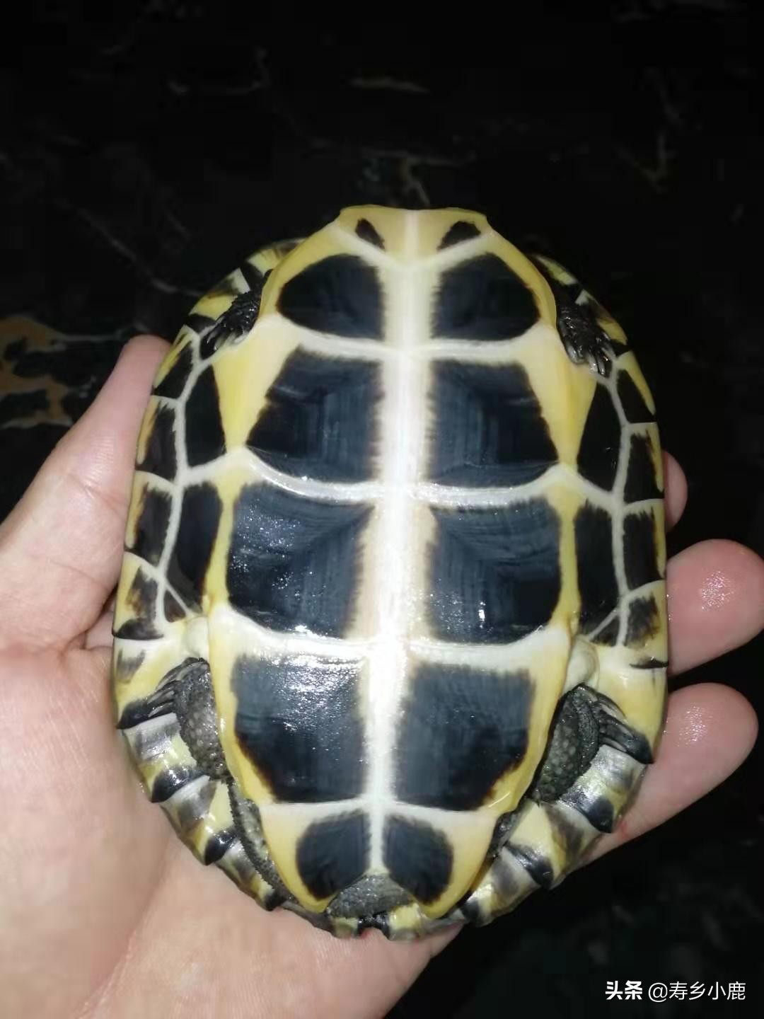 石金钱龟价格暴涨和暴跌的背后，真正的推手是谁？帮凶是谁？