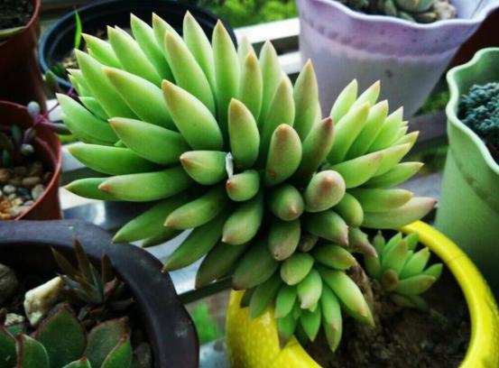 夏季养多肉用什么颜色的遮阳网好,多肉新手用什么土养最好