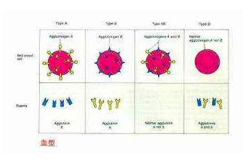 最罕见的血型在江苏被发现,江苏出现罕见血型