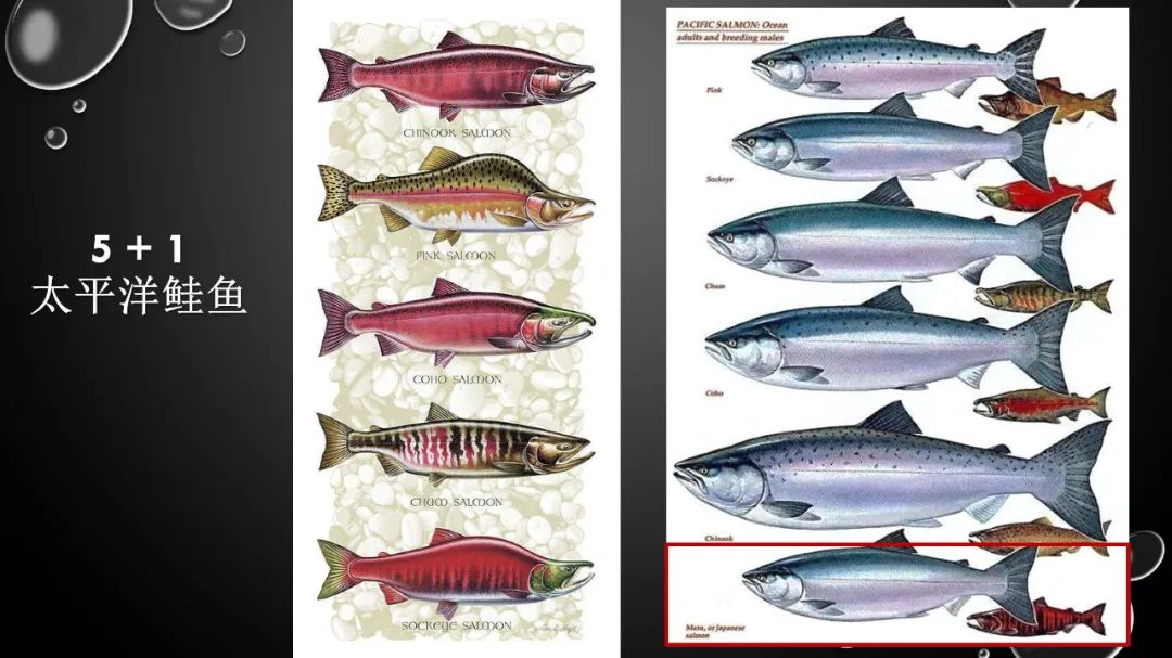 2019年中国三文鱼进口量达到10万吨！