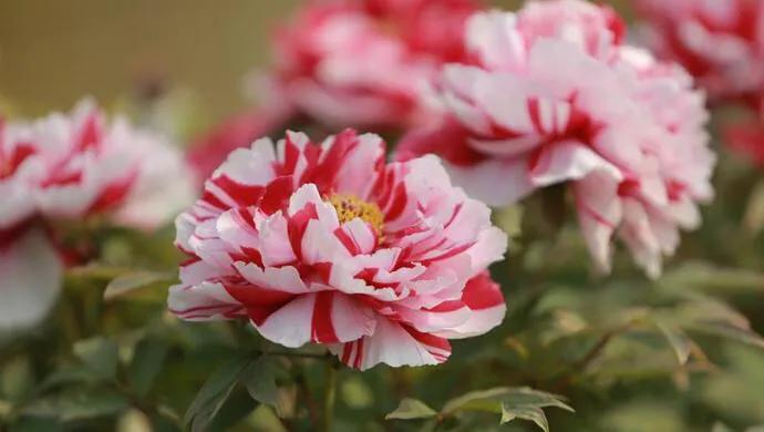 零零后女孩培育出世上最美的几种花，无论如何也要种上一朵