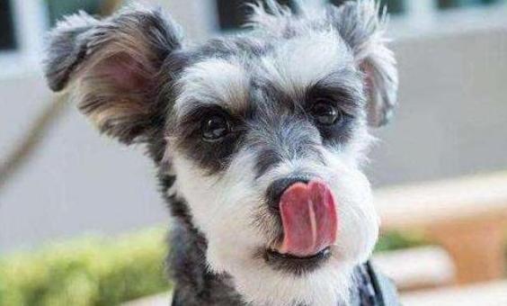 雪纳瑞和什么品种一起养比较好,雪纳瑞母的好养还是公的好养