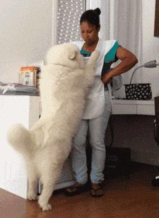 狗狗爱乱跑爱黏人怎么办,狗狗太粘人了怎么办一离开就叫