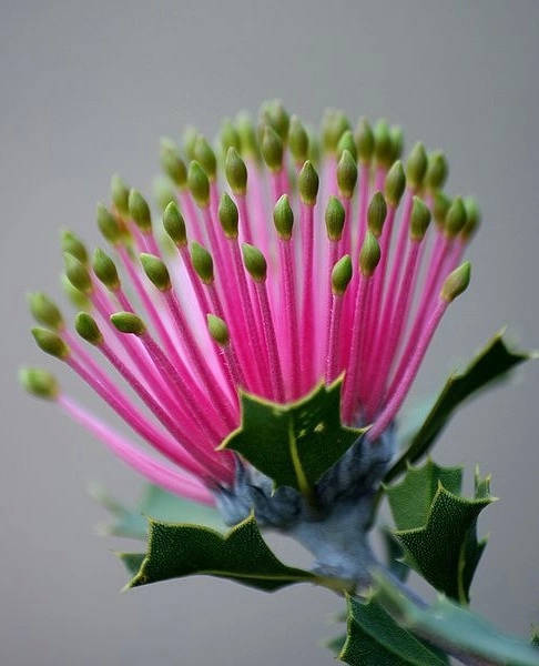 保证你没见过的新奇特植物 (令人大开眼界的植物世界)