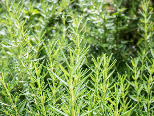 一脸痘痘该怎么治疗,痘痘最有效的消除方法