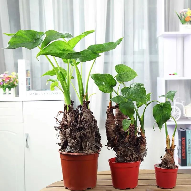 滴水观音是不是有毒的植物,滴水观音有毒为啥还有人养