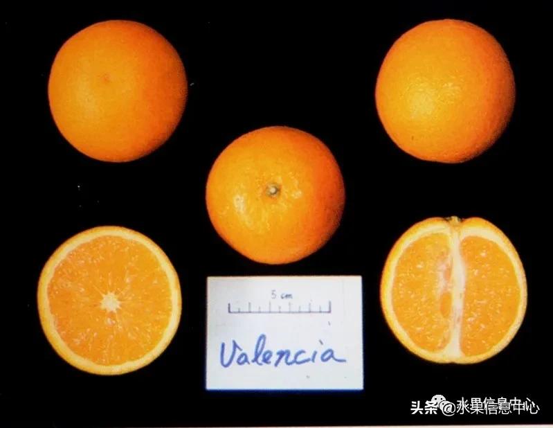 最好的橙子产地在哪里,中国橙子产地排名