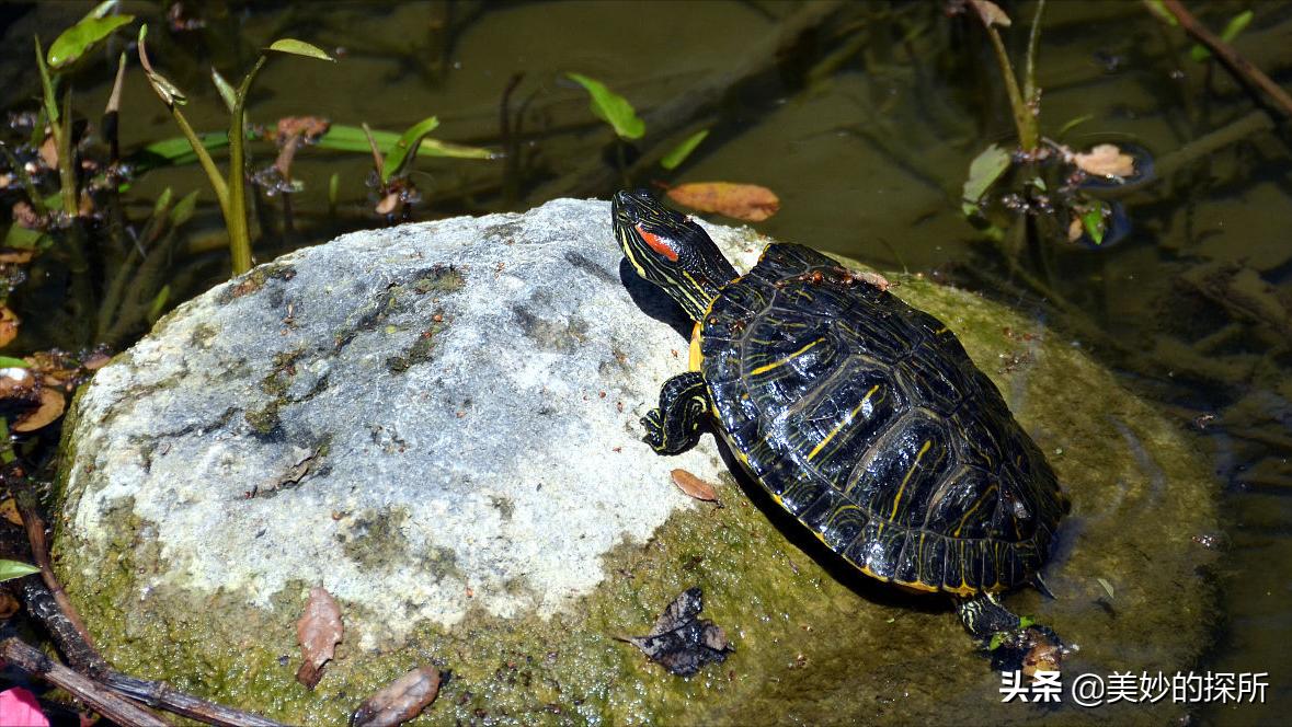 巴西龟泛滥成灾警惕外来生物入侵,巴西龟目前中国还有吗