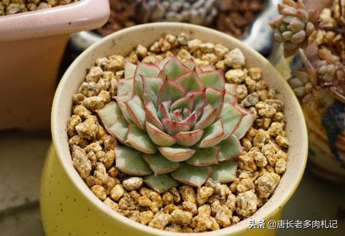 养多肉不为人知的秘密,养多肉是一个坑