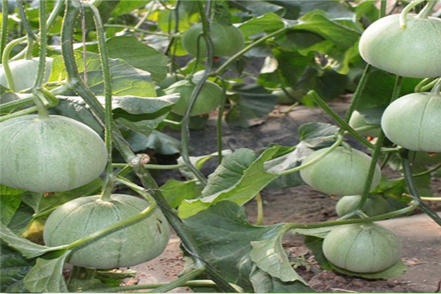 香瓜病虫害怎么防治,香瓜的病虫害防治
