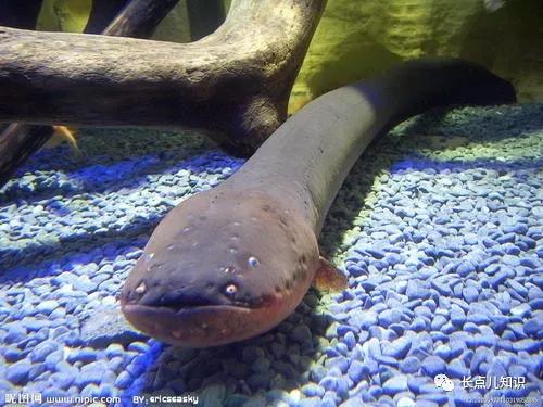 世界公认的最强淡水大鱼,史上最可怕的十大鱼