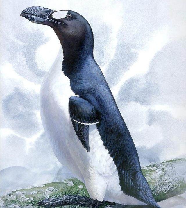 北极有北极熊，南极有企鹅，它们为何要在极地生存？两极外还有吗