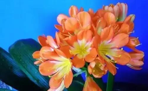 以桂花为市花的城市有哪些,中国每个城市的市花是什么