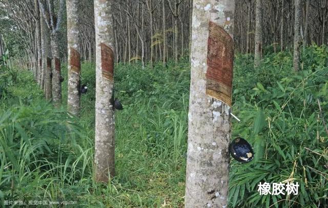 1000多橡木床靠谱嘛,三千买一个床