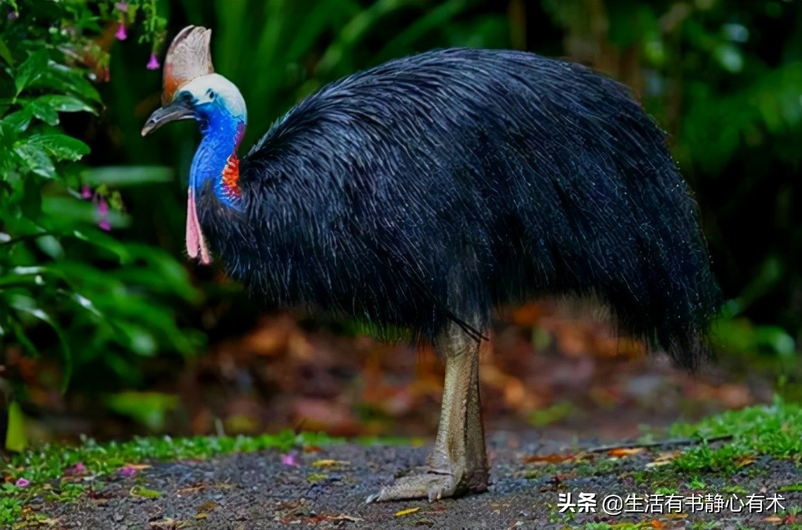 三种会飞的鸟,涨知识六种不会飞行的鸟