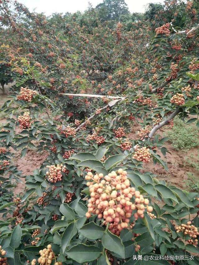 小小花椒树致富大产业：科学管理必报恩