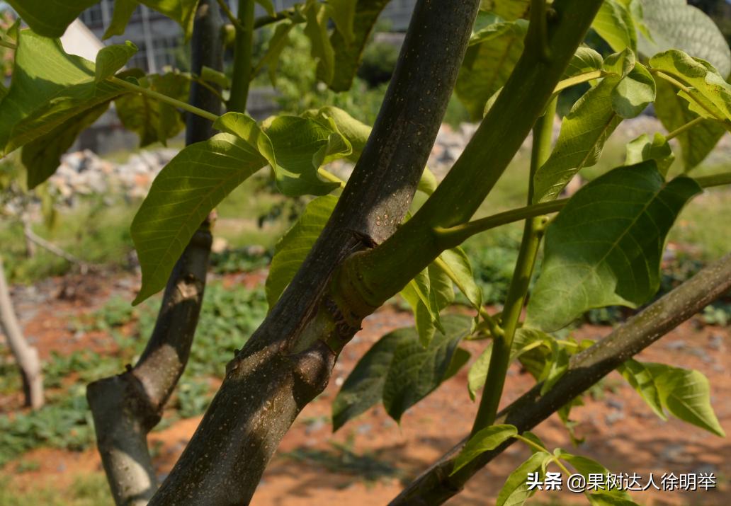 核桃嫁接不活的原因,核桃的夏季嫁接技术和嫁接时间