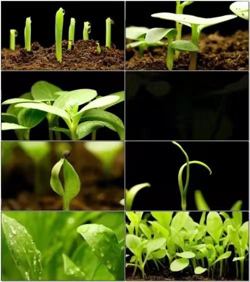 三分钟搞明白枯草芽孢杆菌的作用，“以菌治菌”防治土壤重茬病害