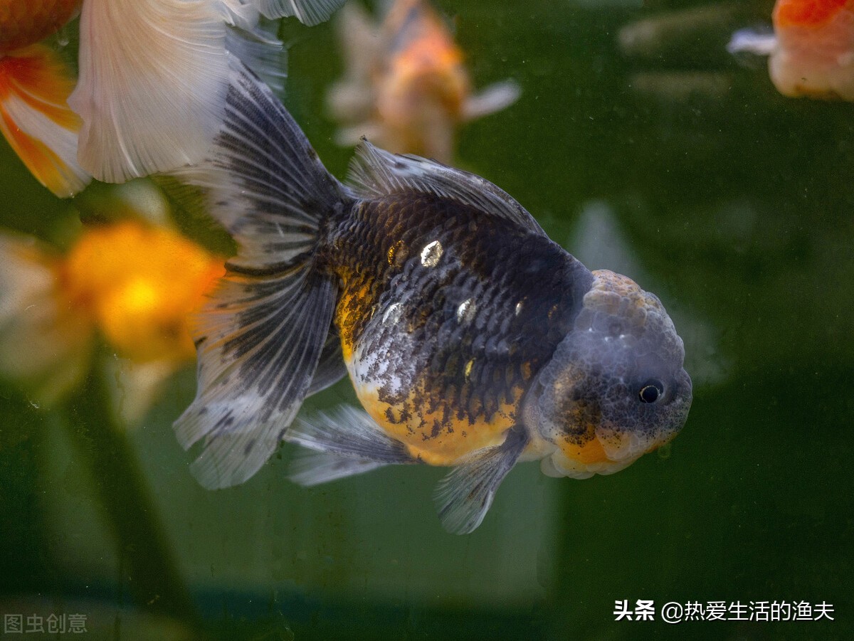 哪种金鱼好看好养,金鱼哪个品种比较好养还好看