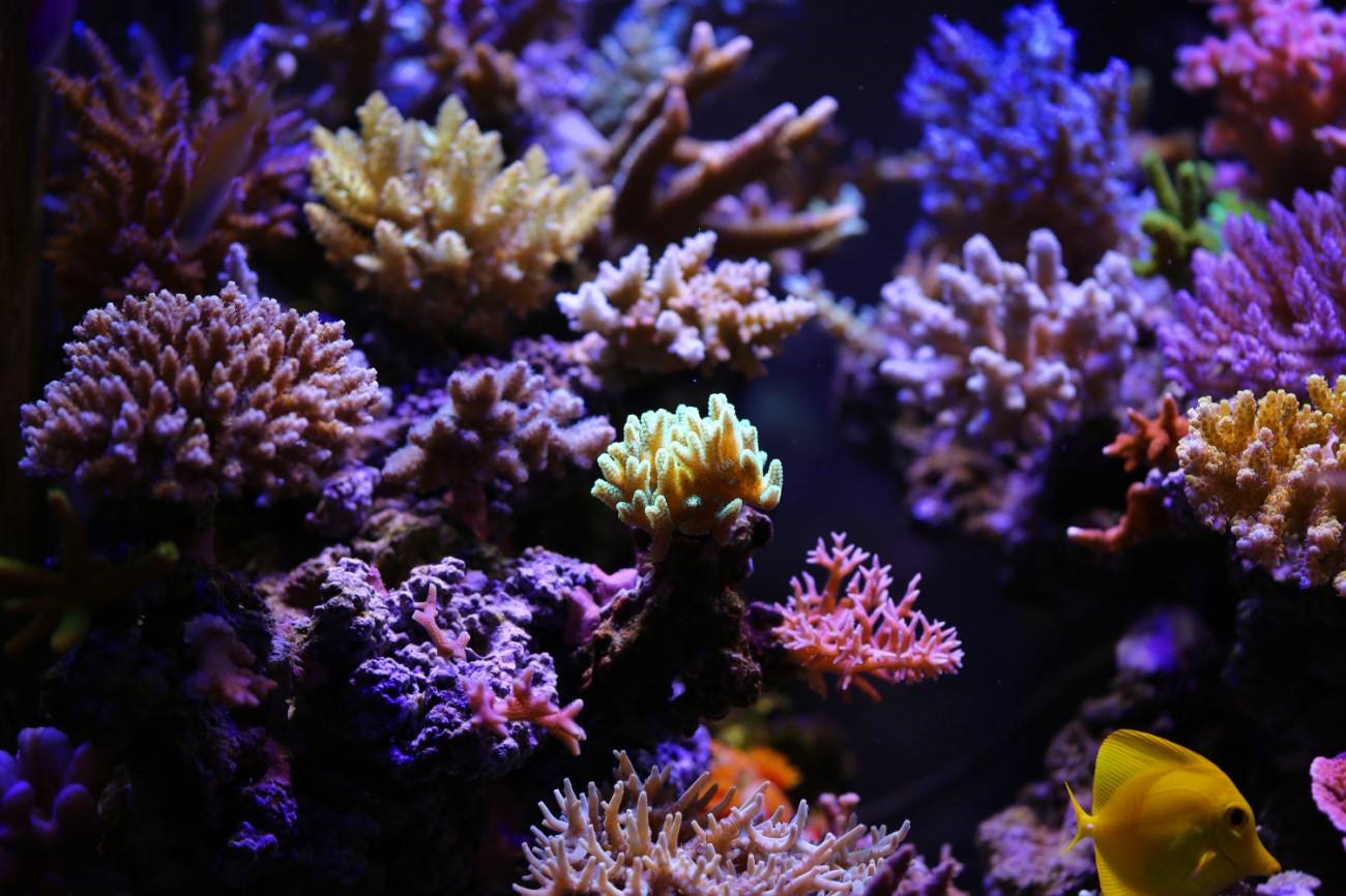 玩海水缸费钱吗,如何正确的调配海水海缸