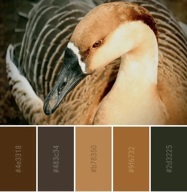 动物配色大全视频,配色的设计灵感