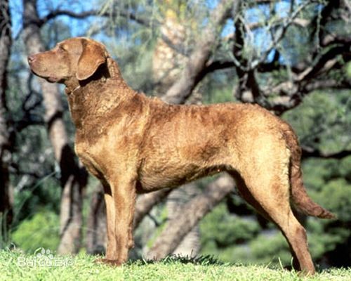 性格温顺的大型犬品种,宠物狗大型犬都有哪些品种