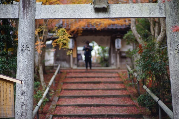 京都赏枫2022,京都赏枫必去景点有哪些好玩的