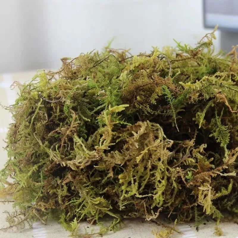 冬天屋内适合什么绿植加湿,冬天室内干燥怎么加湿植物