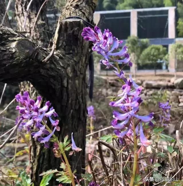 春游|五府山踏青蜜蜂谷