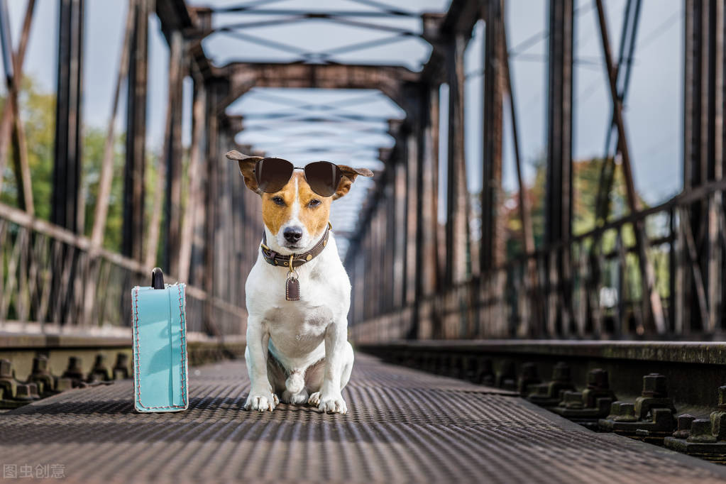 火车托运宠物中途可以看吗,火车托运宠物打什么电话