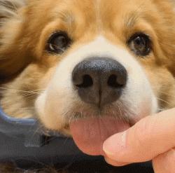 汪星人真实的秘密,汪星人的惊人秘密