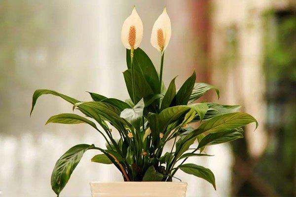 如何让白鹤芋开花,白鹤芋开花施肥