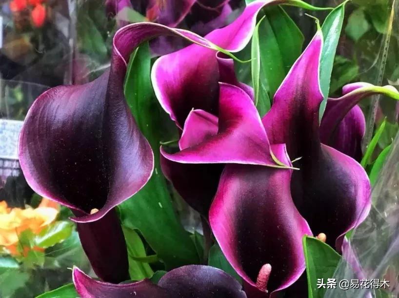 四季开花香味浓的观花植物,观叶型花卉有哪些花可以吃