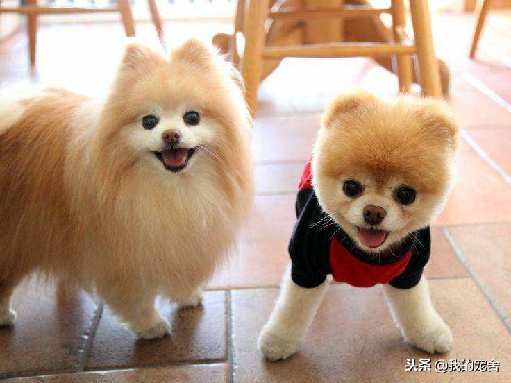 英系袖珍博美犬价格及图片,英系博美俊介犬多少钱一只