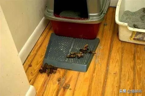 猫咪乱拉如何解决,猫咪乱拉处理方法