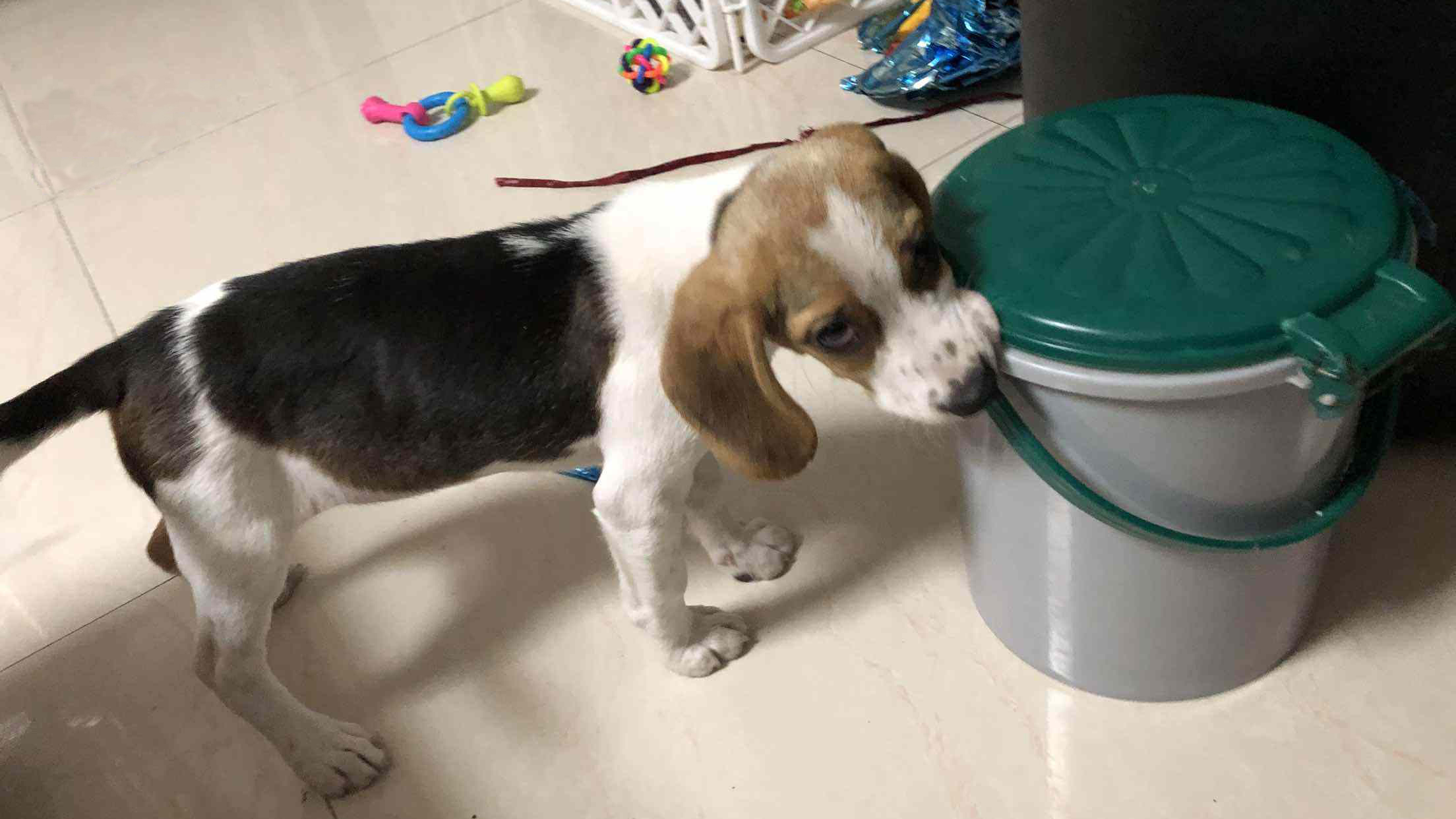 狗狗翻垃圾桶怎么处罚责骂都没用，其实解决方法很简单