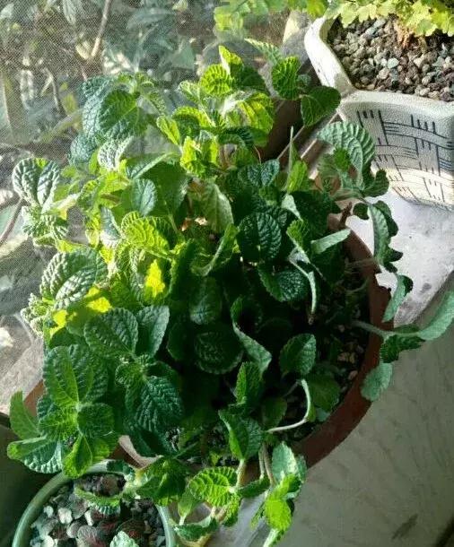 净化空气甲醛最怕的十种花,什么花草吸收甲醛最好还好养