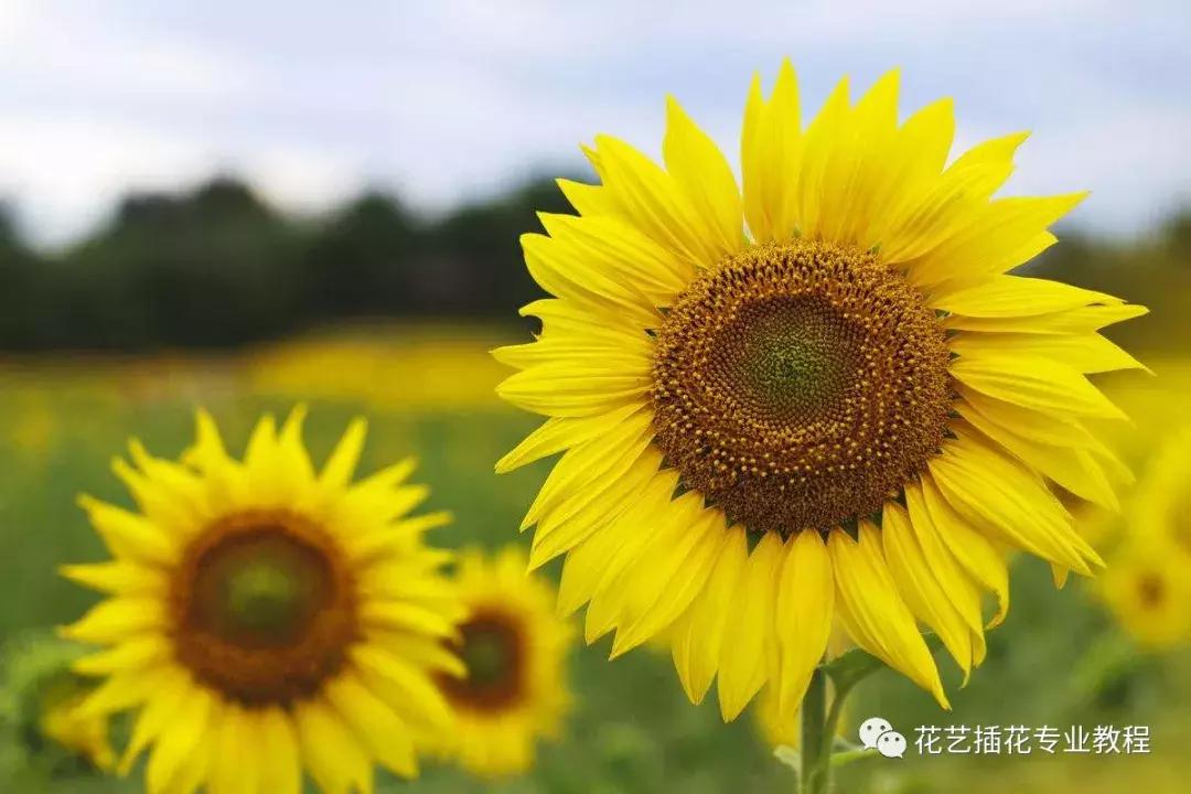 向日葵的花语百科知识,满天星加向日葵的花语及寓意