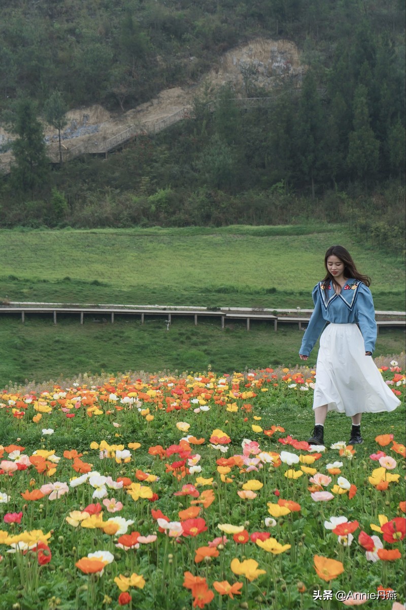 百里杜鹃花开如海,百里杜鹃百里盛开