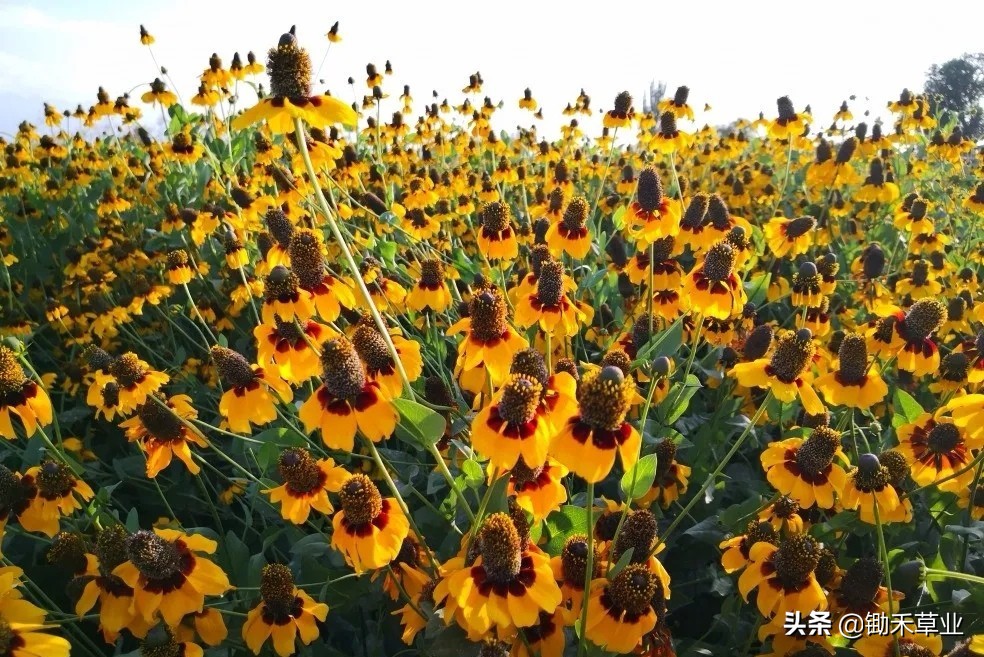总有人间一两风，填我十万八千梦-松果菊