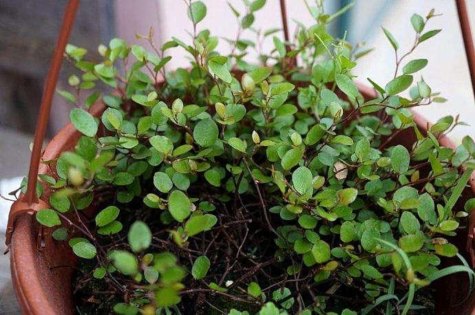 自己种一盆婚纱吊兰,开花白色小花,送女神心意足