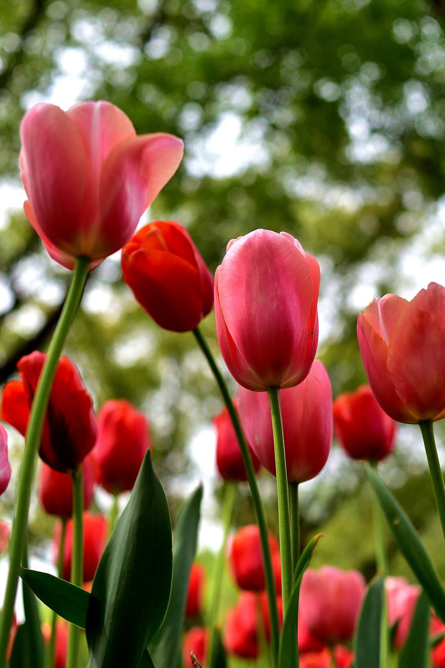 为看郁金香飞一趟荷兰？无锡人说：别傻了！来无锡梅园吧