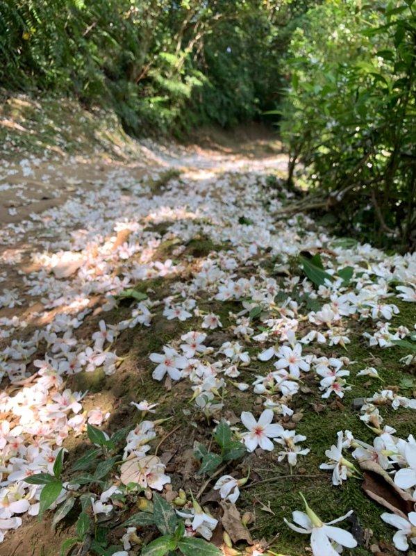 哥伦比亚日常徒步都可以穿的鞋,穿哥伦比亚爬珠峰