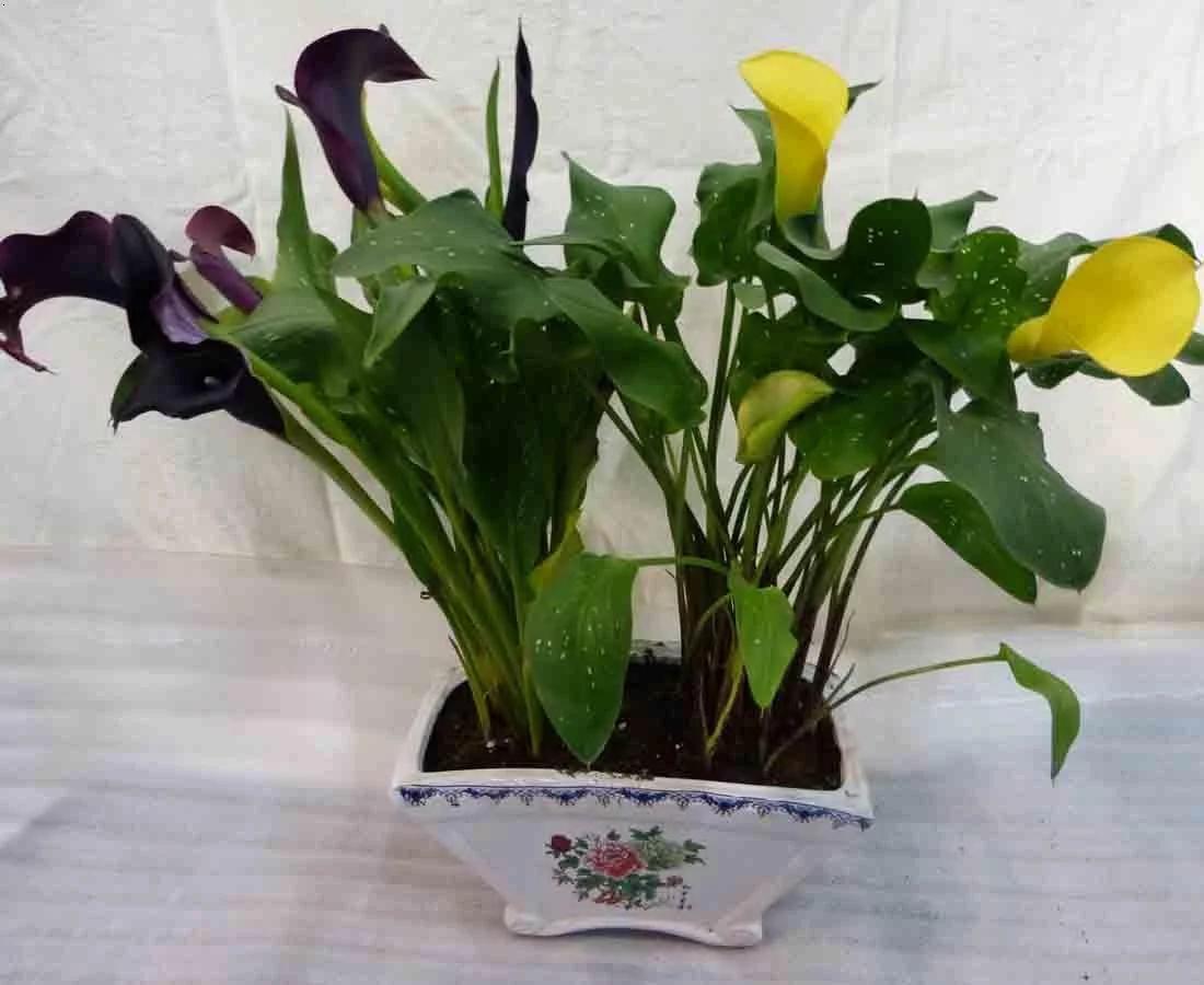 马蹄莲要醒花吗,马蹄莲一年开一次花